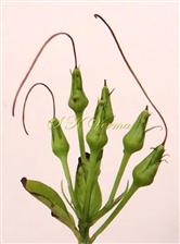  Inflorescence-Dichasial and monochasial cyme